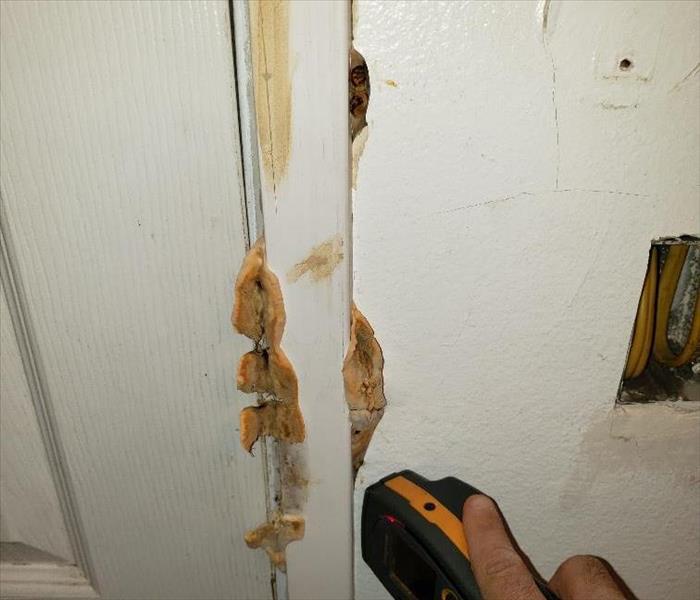 Brown mold mushrooms seeping through the door casing. 